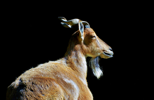 A picture of a Markhor