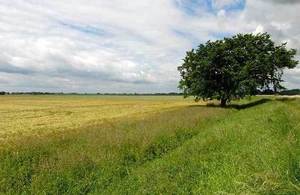 A tree in the English countryside