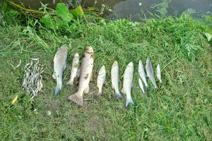 Fish deaths caused as a result of the pollution