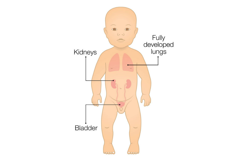 Illustration showing a baby with fully developed lungs and kidneys