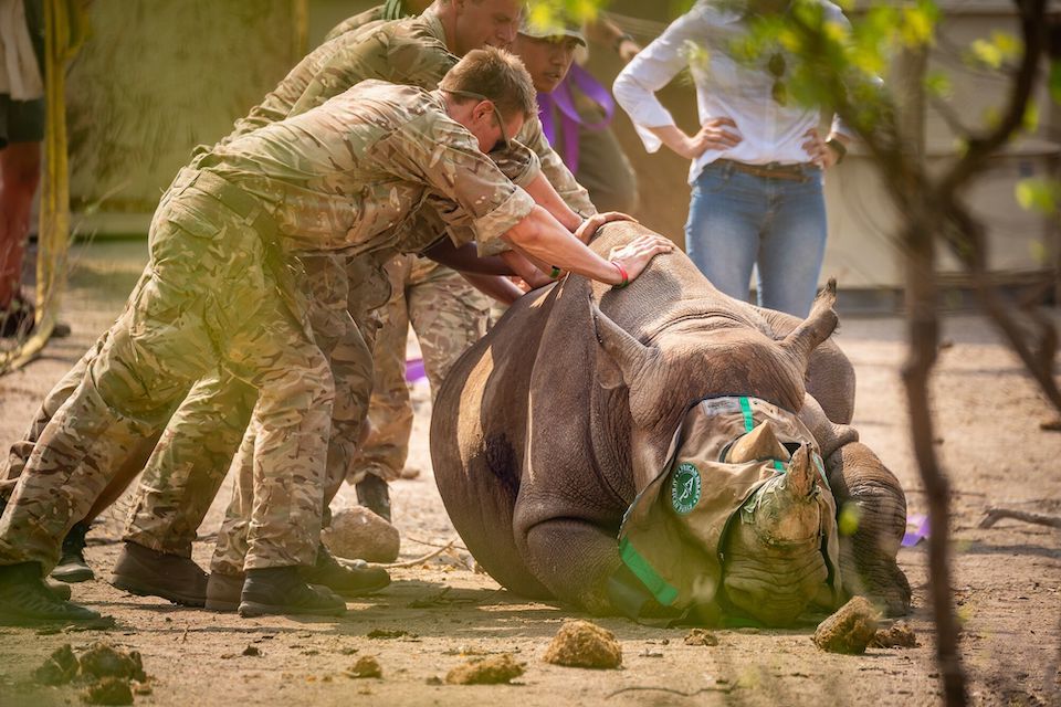 Counter poaching troops help with historic Black Rhino move in Malawi