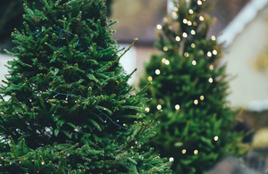 Two fir trees with Christmas lighting