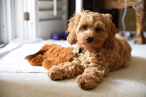 Photo of a cockerpoo breed of dog.