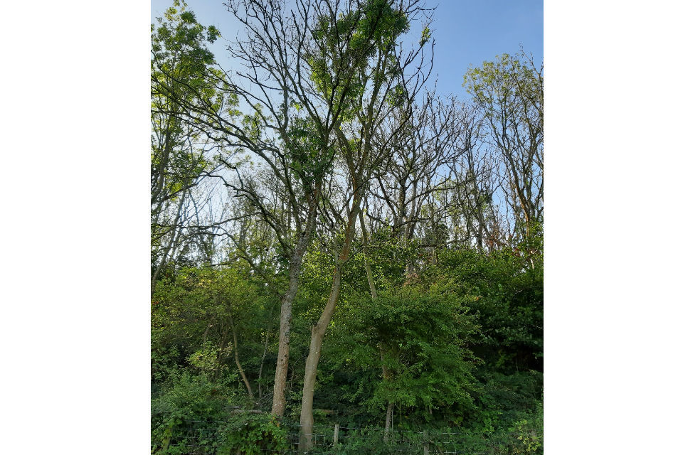 Protecting the future of ash trees on Salisbury Plain