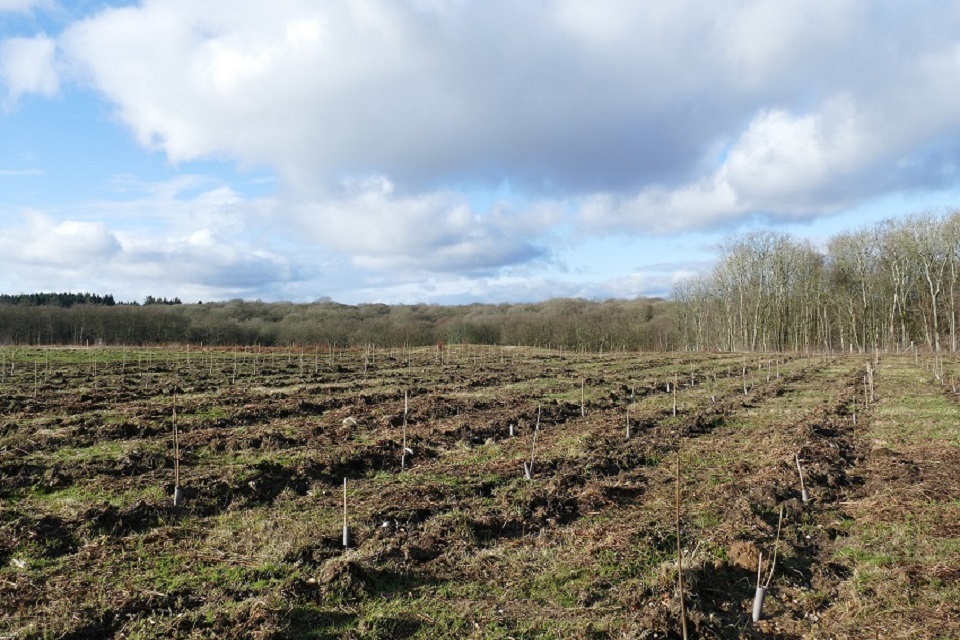 Ash dieback project launches International Year of Plant Health