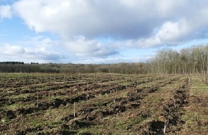 Picture of the newly planted trees in the Ash Archive