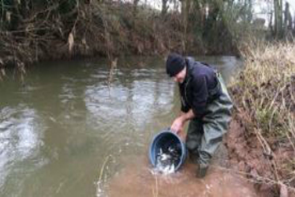 River Leadon recovery helped by 90,000 new fish