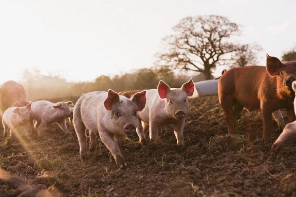 UK and Australia join forces in simulated African swine fever exercise