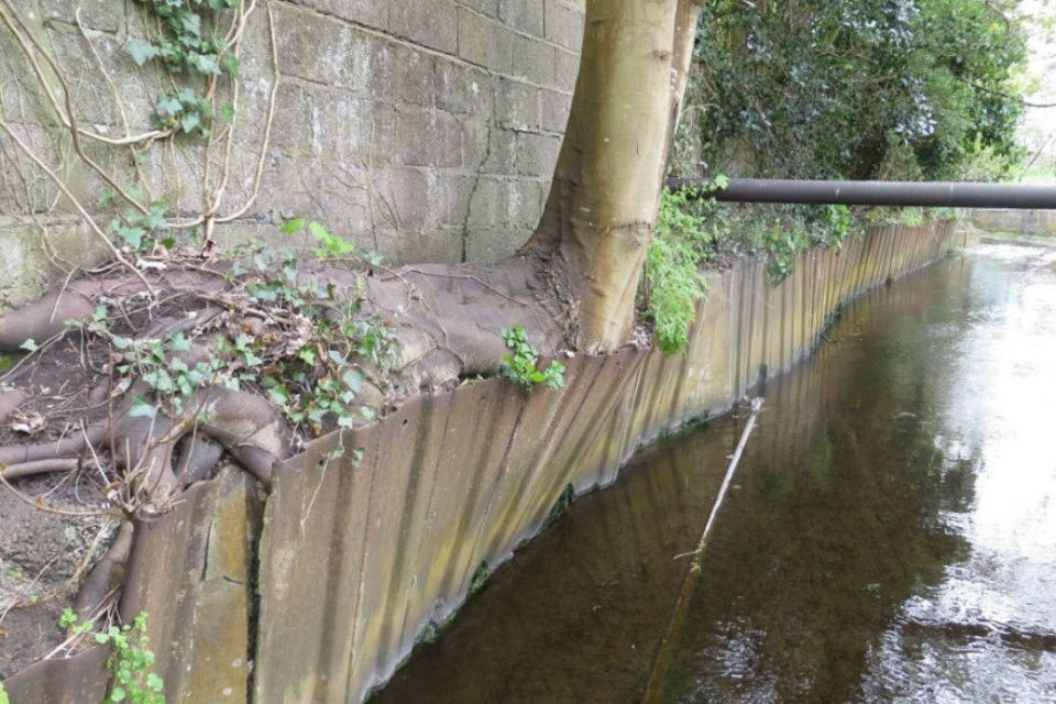 A tree growing between tall and low walls that line side of river channel