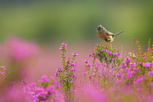A small Dartford Warbler bird sat atop flowers