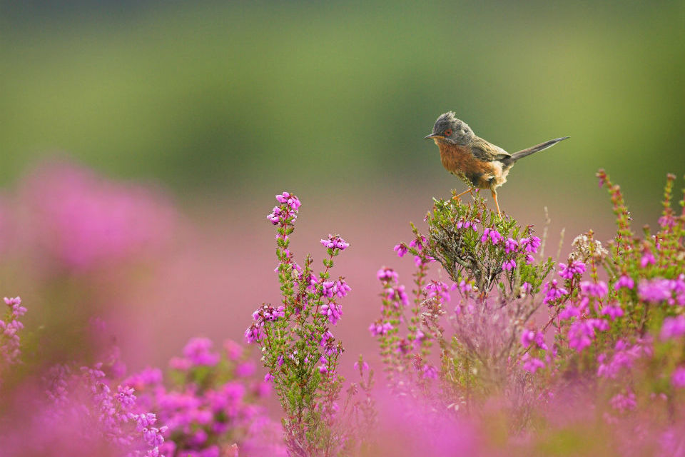 Wessex Water pays for polluting Dorset nature reserve