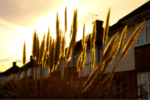 A row of suburban homes behind a screen of tall grasses.