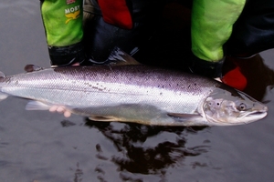 Image shows a native Atlantic Salmon