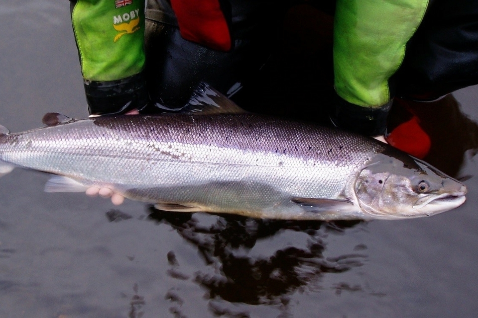 Fish and Chips   Tracking Salmon