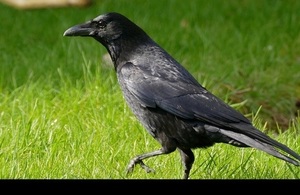 Carrion crow. Credit: Bernard Dupont