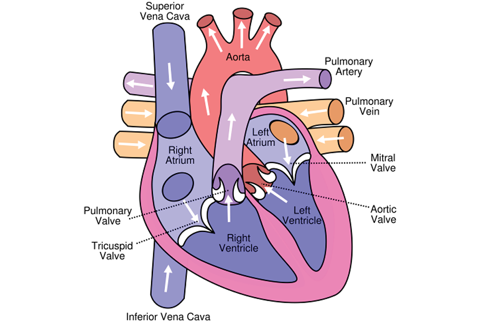 A labelled illustration of a heart.