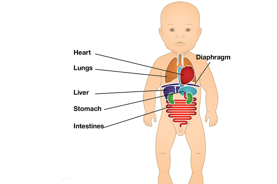 An illustration of a baby with its organs in the usual places.
