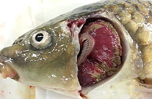 Carp showing clinical signs of KHVD - gill necrosis