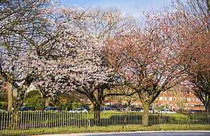 Image of trees behind metal gate