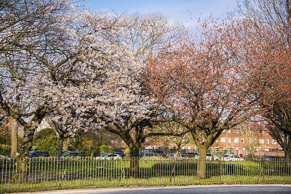 Second round of Urban Tree Challenge Fund opens today