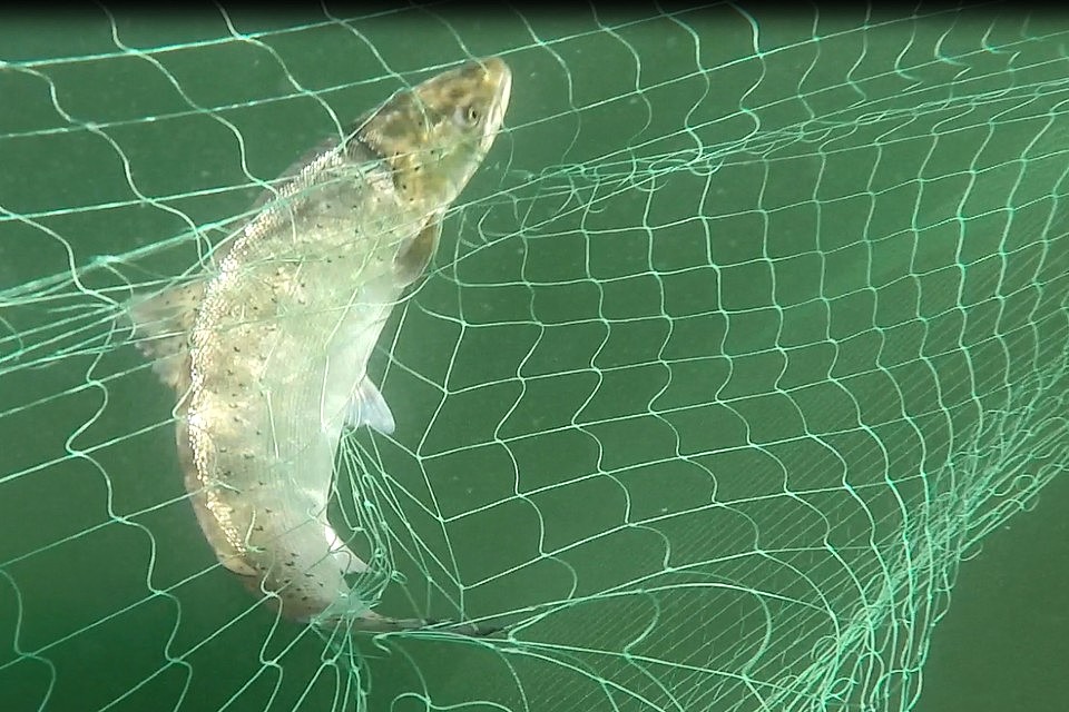 Decision on sea trout netting season extension announced