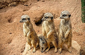 A family of 4 meerkats