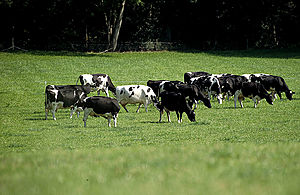 Dairy farmers grazing in a field