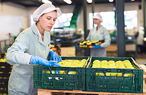 Workers packing fruit in a warehouse.
