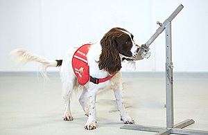 A sniffer dog sniffing a sample