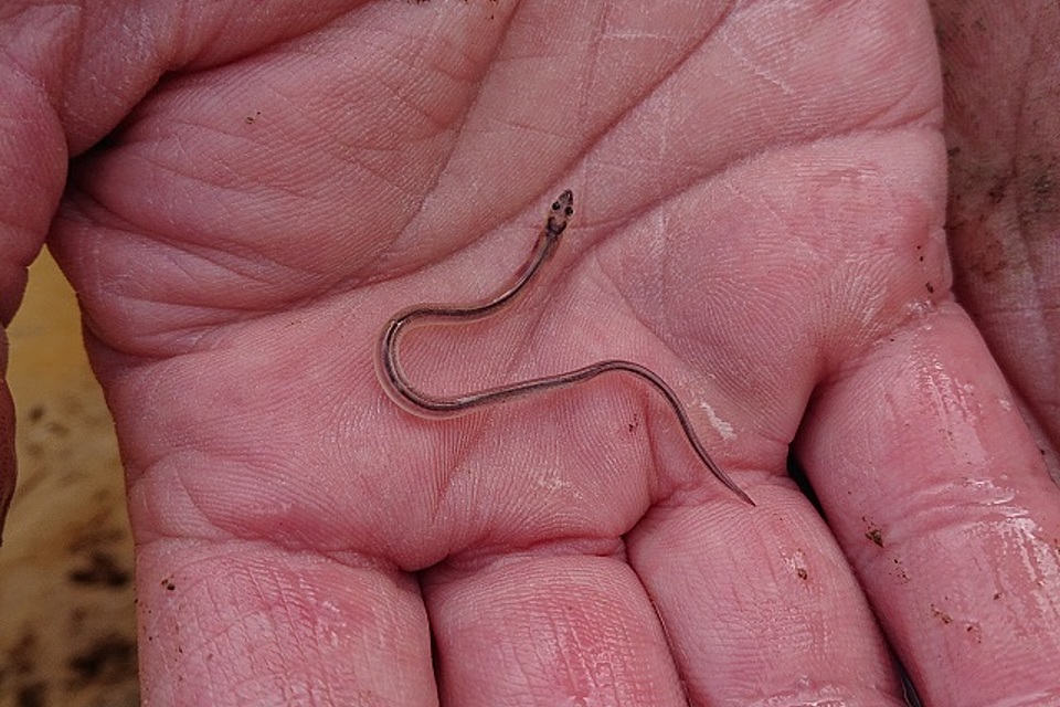 Eels have arrived at the Great Ouse