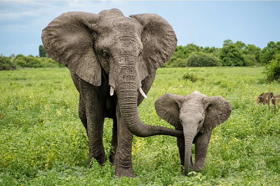 Funding boost to crack down on the Illegal Wildlife Trade