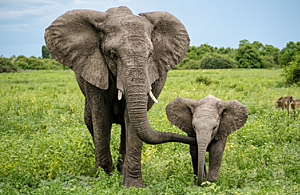 African elephants