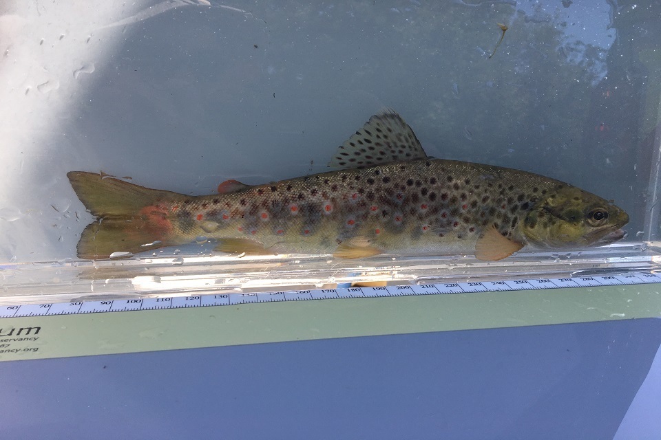 Fish rescued as Shropshire rivers dry up