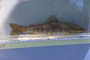A brown trout that has been rescued, lying alongside a measure