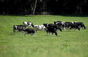 Dairy cows grazing