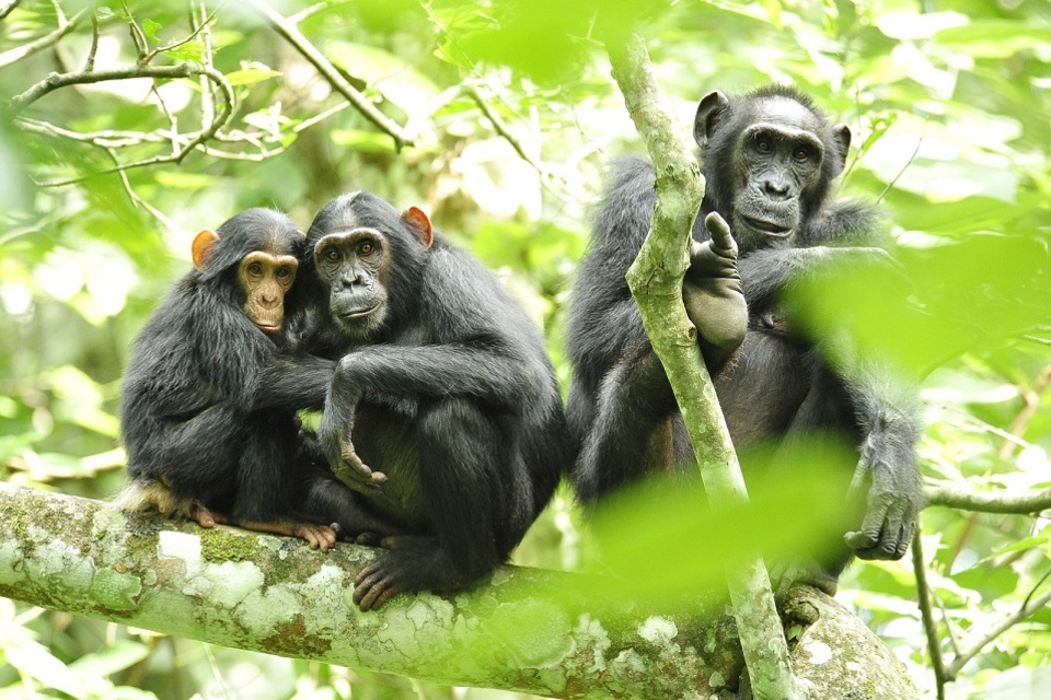 World Environment Day: £10.9m for international conservation
