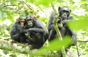 Chimpanzees in Uganda