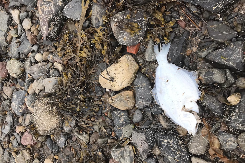 Image shows a fish caught in the net