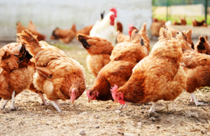 Chickens on free range poultry farm. Credit Getty images