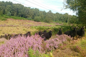 Several black horned sheep grazing on some purple heather