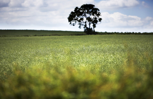 Field of crops