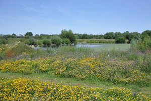 Yellow flowers and a pond at the Tame Valley wetlands