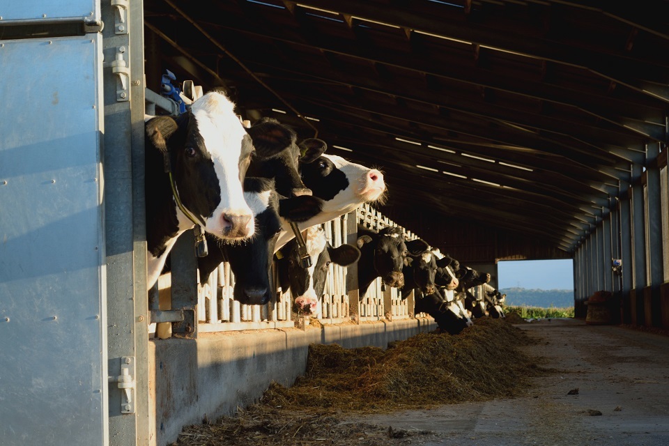 UK wide consultation into dairy sector to tackle supply chain issues launched