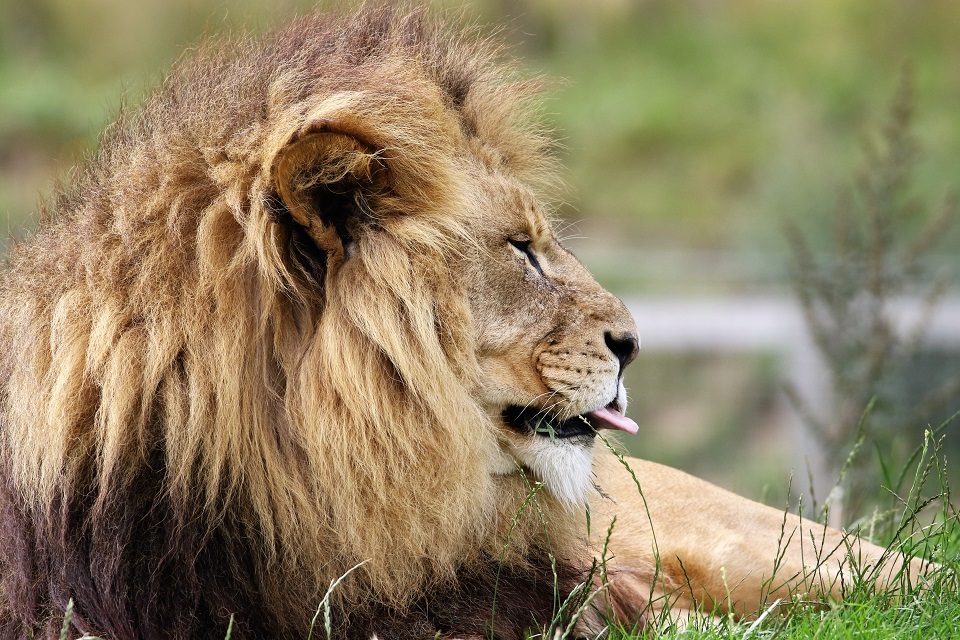 £100 million rescue package for England’s zoos and aquariums