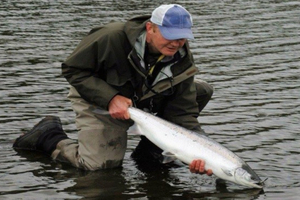 Man kneeling in the water holding an adult salmon
