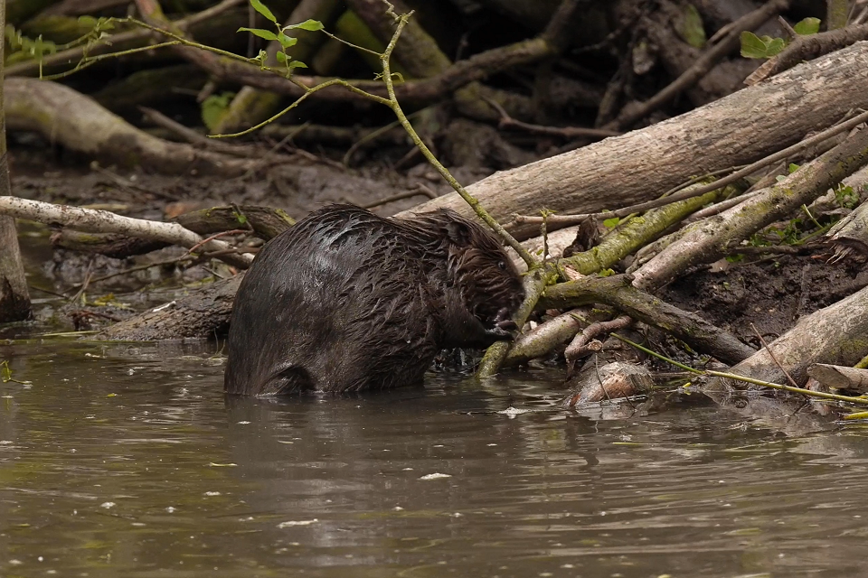 Essex beavers give birth to two healthy kits