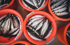 Orange basket of mackerel