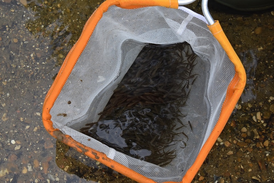 More than 10,000 fish released into the Great Ouse