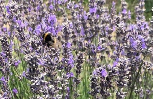 A bumblebee is extracting pollen from a large lavender bush