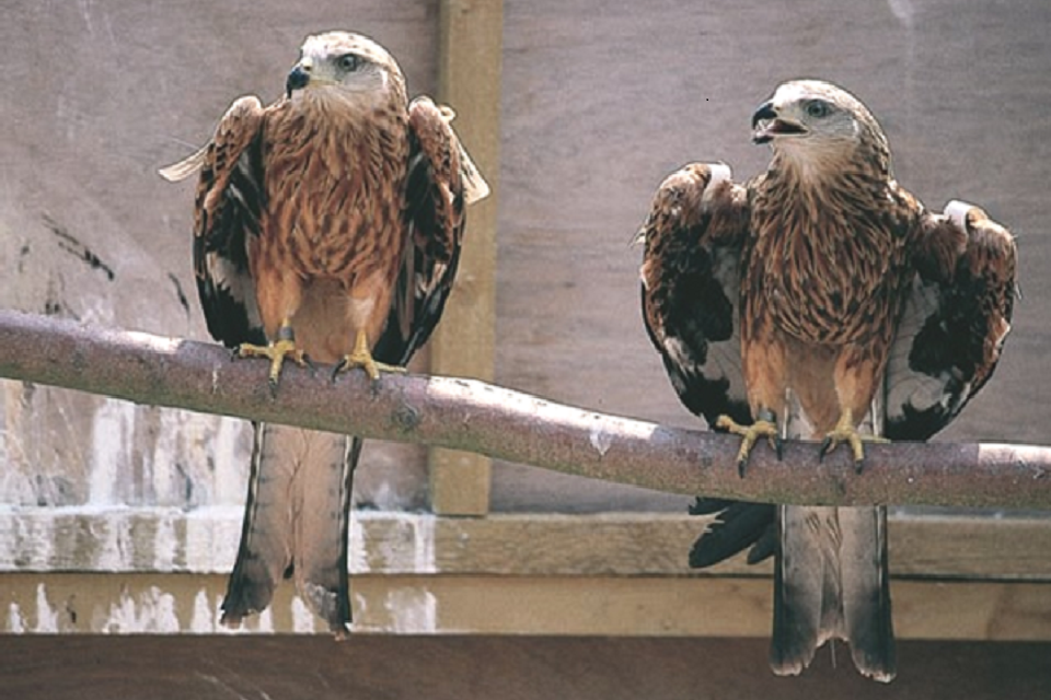 30-year anniversary of landmark release of red kites in the Chiltern Hills